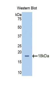 SLC3A2 / CD98 Heavy Chain Antibody - Western blot of recombinant SLC3A2 / CD98.  This image was taken for the unconjugated form of this product. Other forms have not been tested.