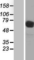 SLC3A2 / CD98 Heavy Chain Protein - Western validation with an anti-DDK antibody * L: Control HEK293 lysate R: Over-expression lysate