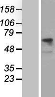 SLC3A2 / CD98 Heavy Chain Protein - Western validation with an anti-DDK antibody * L: Control HEK293 lysate R: Over-expression lysate