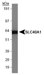 SLC40A1 / Ferroportin-1 Antibody - SLC40A1 Antibody - Western Blot on human intestine lysate.  This image was taken for the unconjugated form of this product. Other forms have not been tested.