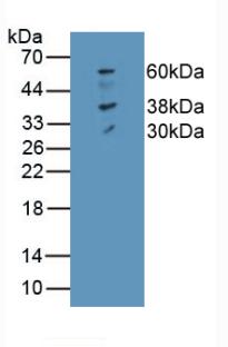 SLC40A1 / Ferroportin-1 Antibody