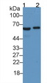 SLC40A1 / Ferroportin-1 Antibody