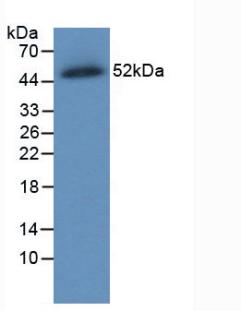 SLC40A1 / Ferroportin-1 Antibody