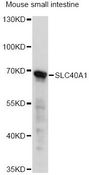 SLC40A1 / Ferroportin-1 Antibody - Western blot analysis of extracts of mouse small intestine, using SLC40A1 antibody at 1:1000 dilution. The secondary antibody used was an HRP Goat Anti-Rabbit IgG (H+L) at 1:10000 dilution. Lysates were loaded 25ug per lane and 3% nonfat dry milk in TBST was used for blocking. An ECL Kit was used for detection and the exposure time was 10s.