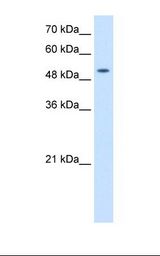 SLC41A2 Antibody - HepG2 cell lysate. Antibody concentration: 2.5 ug/ml. Gel concentration: 12%.  This image was taken for the unconjugated form of this product. Other forms have not been tested.