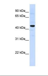 SLC41A3 Antibody - Hela cell lysate. Antibody concentration: 1.0 ug/ml. Gel concentration: 12%.  This image was taken for the unconjugated form of this product. Other forms have not been tested.