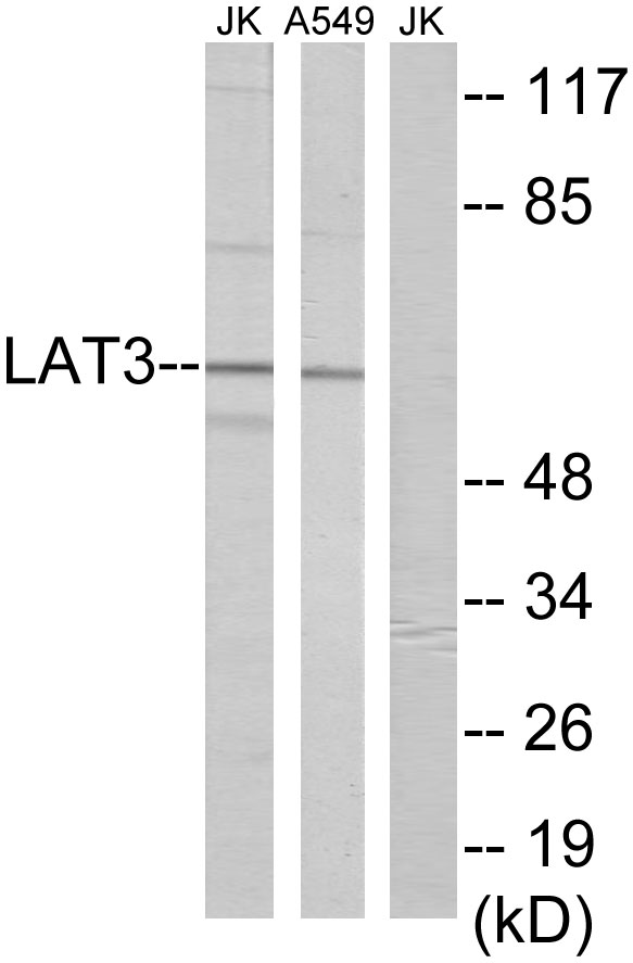 SLC43A1 Antibody - Western blot analysis of lysates from A549 and Jurkat cells, using LAT3 Antibody. The lane on the right is blocked with the synthesized peptide.