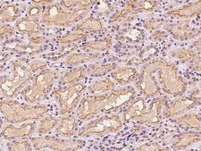 SLC43A1 Antibody - Immunochemical staining of human SLC43A1 in human kidney with rabbit polyclonal antibody at 1:100 dilution, formalin-fixed paraffin embedded sections.