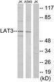 SLC43A1 Antibody - Western blot analysis of extracts from Jurkat cells and A549 cells, using LAT3 antibody.