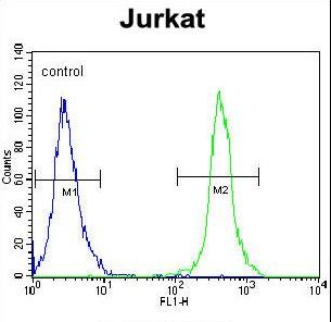 SLC43A2 Antibody - SLC43A2 Antibody flow cytometry of Jurkat cells (right histogram) compared to a negative control cell (left histogram). FITC-conjugated goat-anti-rabbit secondary antibodies were used for the analysis.
