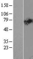 SLC44A2 / CTL2 Protein - Western validation with an anti-DDK antibody * L: Control HEK293 lysate R: Over-expression lysate