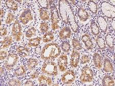 SLC44A3 Antibody - Immunochemical staining of human SLC44A3 in human stomach with rabbit polyclonal antibody at 1:100 dilution, formalin-fixed paraffin embedded sections.