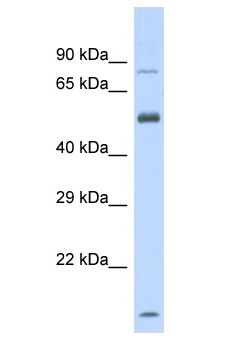 SLC44A4 Antibody - SLC44A4 antibody Western Blot of Fetal Heart. Antibody dilution: 1 ug/ml.  This image was taken for the unconjugated form of this product. Other forms have not been tested.