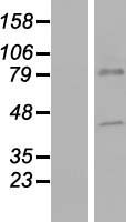 SLC44A5 Protein - Western validation with an anti-DDK antibody * L: Control HEK293 lysate R: Over-expression lysate