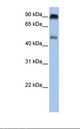 SLC45A2 Antibody - Jurkat cell lysate. Antibody concentration: 1.0 ug/ml. Gel concentration: 12%.  This image was taken for the unconjugated form of this product. Other forms have not been tested.