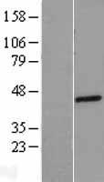 SLC45A3 / Prostein / p501S Protein - Western validation with an anti-DDK antibody * L: Control HEK293 lysate R: Over-expression lysate