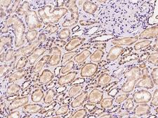 SLC45A4 Antibody - Immunochemical staining of human SLC45A4 in human kidney with rabbit polyclonal antibody at 1:100 dilution, formalin-fixed paraffin embedded sections.