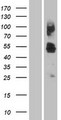 SLC46A1 / HCP1 Protein - Western validation with an anti-DDK antibody * L: Control HEK293 lysate R: Over-expression lysate