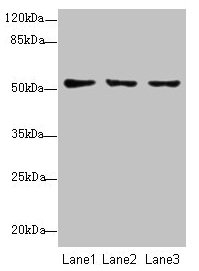 SLC46A2 Antibody - Western blot All lanes: SLC46A2 antibody at 8µg/ml Lane 1: HT29 whole cell lysate Lane 2: Mouse liver tissue Lane 3: Mouse kidney tissue Secondary Goat polyclonal to rabbit IgG at 1/10000 dilution Predicted band size: 51 kDa Observed band size: 51 kDa