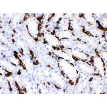 SLC4A1 / Band 3 / AE1 Antibody - Band 3 antibody IHC-paraffin. IHC(P): Rat Kidney Tissue.