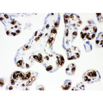 SLC4A1 / Band 3 / AE1 Antibody - Band 3 antibody IHC-paraffin. IHC(P): Human Placenta Tissue.