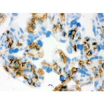 SLC4A1 / Band 3 / AE1 Antibody - Band 3 antibody IHC-frozen. IHC(F): Human Placenta Tissue.