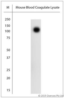 SLC4A1 / Band 3 / AE1 Antibody - WB on mouse blood coagulate lysate. Blocking: 1% LFDM for 30 min at RT; primary antibody: dilution 1:3000 incubated at 4°C overnight.