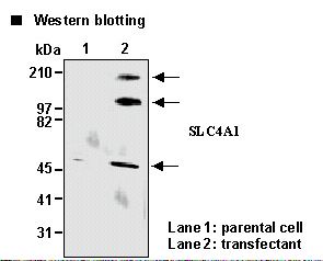 SLC4A1 / Band 3 / AE1 Antibody