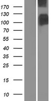 SLC4A1 / Band 3 / AE1 Protein - Western validation with an anti-DDK antibody * L: Control HEK293 lysate R: Over-expression lysate