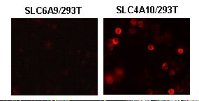 SLC4A10 Antibody