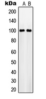 SLC4A11 / NABC1 Antibody - Western blot analysis of NaBC1 expression in MCF7 (A); RAW264.7 (B) whole cell lysates.