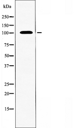 SLC4A11 / NABC1 Antibody - Western blot analysis of extracts of 3T3 cells using SLC4A11 antibody.