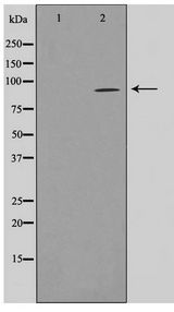 SLC4A1AP / Kanadaptin Antibody - Western blot of HUVEC cell lysate using NADAP Antibody