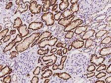SLC4A4 / NBC1 Antibody - Immunochemical staining of human SLC4A4 in human kidney with rabbit polyclonal antibody at 1:100 dilution, formalin-fixed paraffin embedded sections.