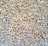 SLC4A7 Antibody - SLC4A7 Antibody immunohistochemistry of formalin-fixed and paraffin-embedded human spleen tissue followed by peroxidase-conjugated secondary antibody and DAB staining.