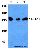 SLC4A7 Antibody - Western blot of SLC4A7 antibody at 1:500 dilution. Lane 1: A549 whole cell lysate. Lane 2: Raw264.7 whole cell lysate. Lane 3: PC12 whole cell lysate.