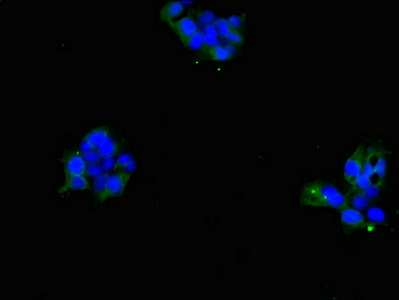 SLC4A7 Antibody - Immunofluorescent analysis of 293 cells diluted at 1:100 and Alexa Fluor 488-congugated AffiniPure Goat Anti-Rabbit IgG(H+L)
