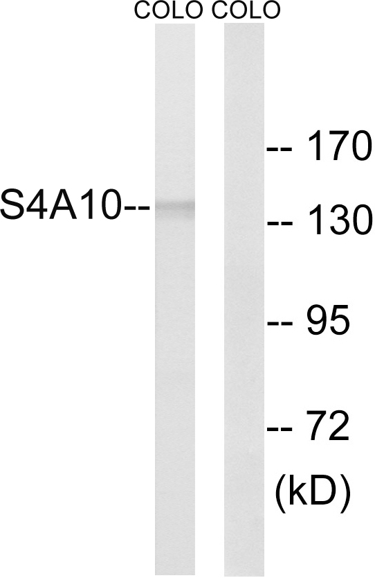 SLC4A8+10 Antibody - Western blot analysis of lysates from COLO cells, using SLC4A8/10 Antibody. The lane on the right is blocked with the synthesized peptide.