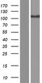 SLC4A9 / AE4 Protein - Western validation with an anti-DDK antibody * L: Control HEK293 lysate R: Over-expression lysate