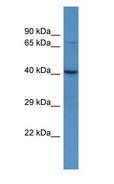 SLC52A1 / GPR172B / PAR2 Antibody - SLC52A1 / GPR172B / PAR2 antibody Western Blot of HepG2. Antibody dilution: 1 ug/ml.  This image was taken for the unconjugated form of this product. Other forms have not been tested.