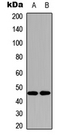 SLC52A1 / GPR172B / PAR2 Antibody - Western blot analysis of GPR172B expression in HEK293T (A); NIH3T3 (B) whole cell lysates.