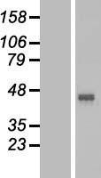 SLC52A1 / GPR172B / PAR2 Protein - Western validation with an anti-DDK antibody * L: Control HEK293 lysate R: Over-expression lysate