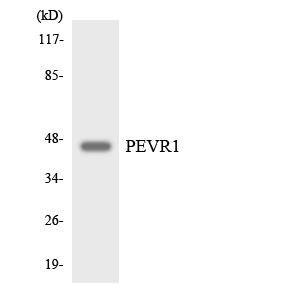 SLC52A2 / GPR172A / PAR1 Antibody - Western blot analysis of the lysates from HepG2 cells using PEVR1 antibody.