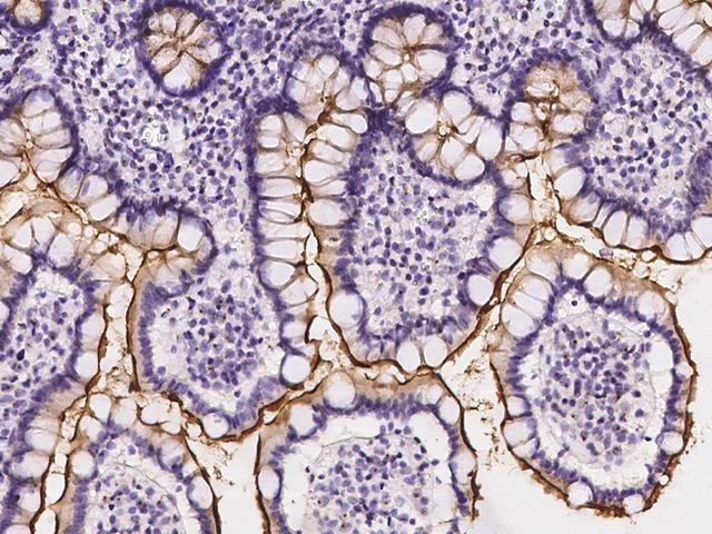 SLC5A1 / SGLT1 Antibody - Immunochemical staining of human SLC5A1 in human small intestine with rabbit polyclonal antibody at 1:2000 dilution, formalin-fixed paraffin embedded sections.