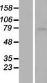 SLC5A11 / SMIT2 Protein - Western validation with an anti-DDK antibody * L: Control HEK293 lysate R: Over-expression lysate
