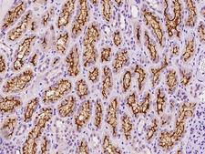 SLC5A12 Antibody - Immunochemical staining of human SLC5A12 in human kidney with rabbit polyclonal antibody at 1:100 dilution, formalin-fixed paraffin embedded sections.