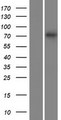SLC5A4 / SGLT3 Protein - Western validation with an anti-DDK antibody * L: Control HEK293 lysate R: Over-expression lysate