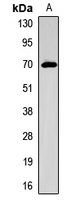SLC5A5 / NIS Antibody