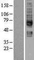 SLC5A6 / SMVT Protein - Western validation with an anti-DDK antibody * L: Control HEK293 lysate R: Over-expression lysate
