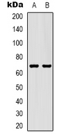 SLC6A1 / GAT-1 Antibody - Western blot analysis of GAT1 expression in mouse brain (A); rat brain (B) whole cell lysates.